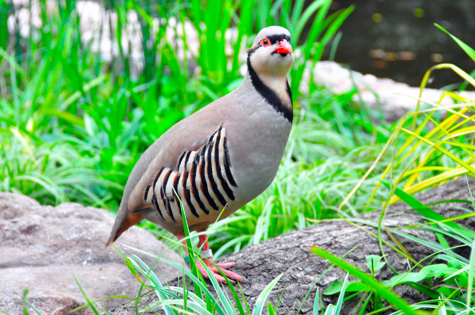 Wings Over ColoradoWings Over Colorado Chukar Pheasant Gallery