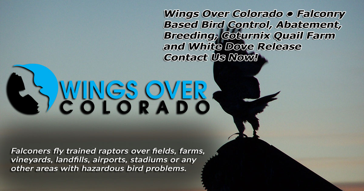 Wings Over ColoradoWings Over Colorado • Breeding Birds-of-Prey